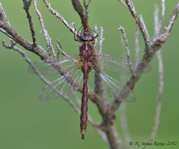 Neurocordulia yamaskanensis, male